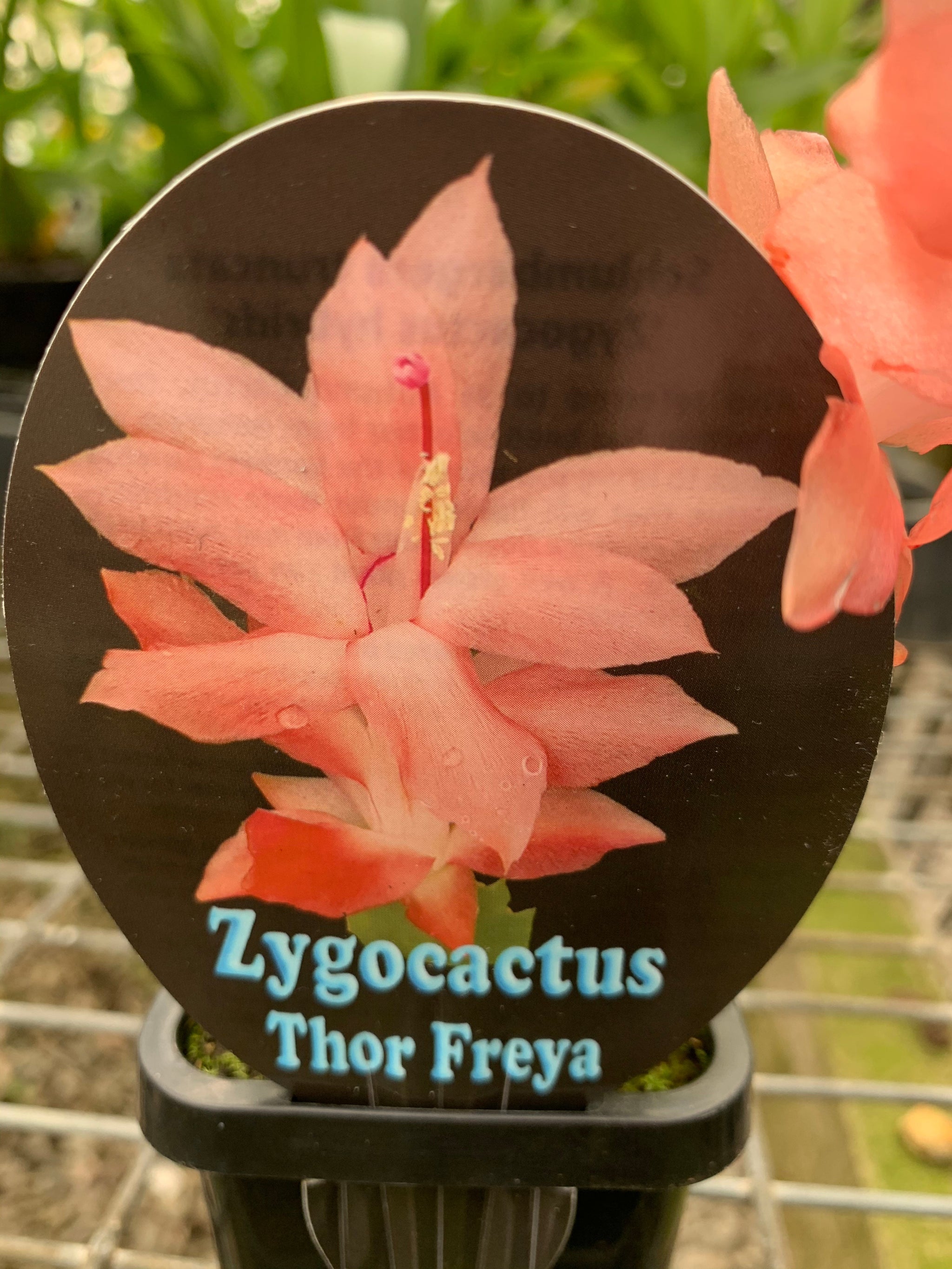 Zygocactus Schlumbergera 'Thor Freya' 66mm Pot