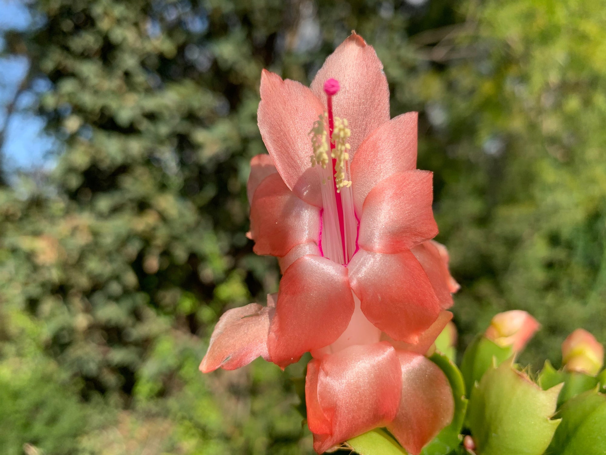 Zygocactus Schlumbergera 'Thor Freya' 66mm Pot