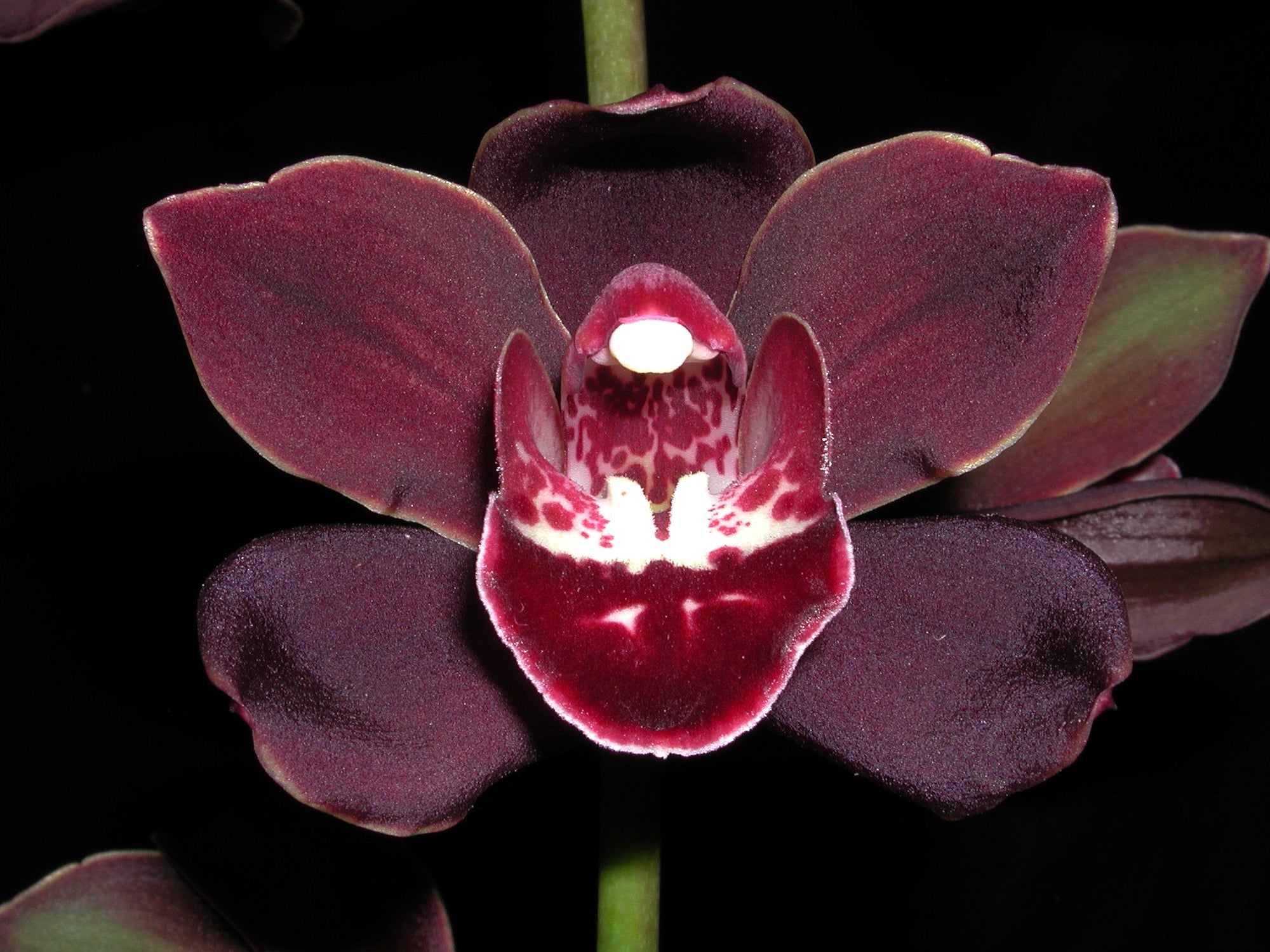 Cymbidium Uncle Everett '101'