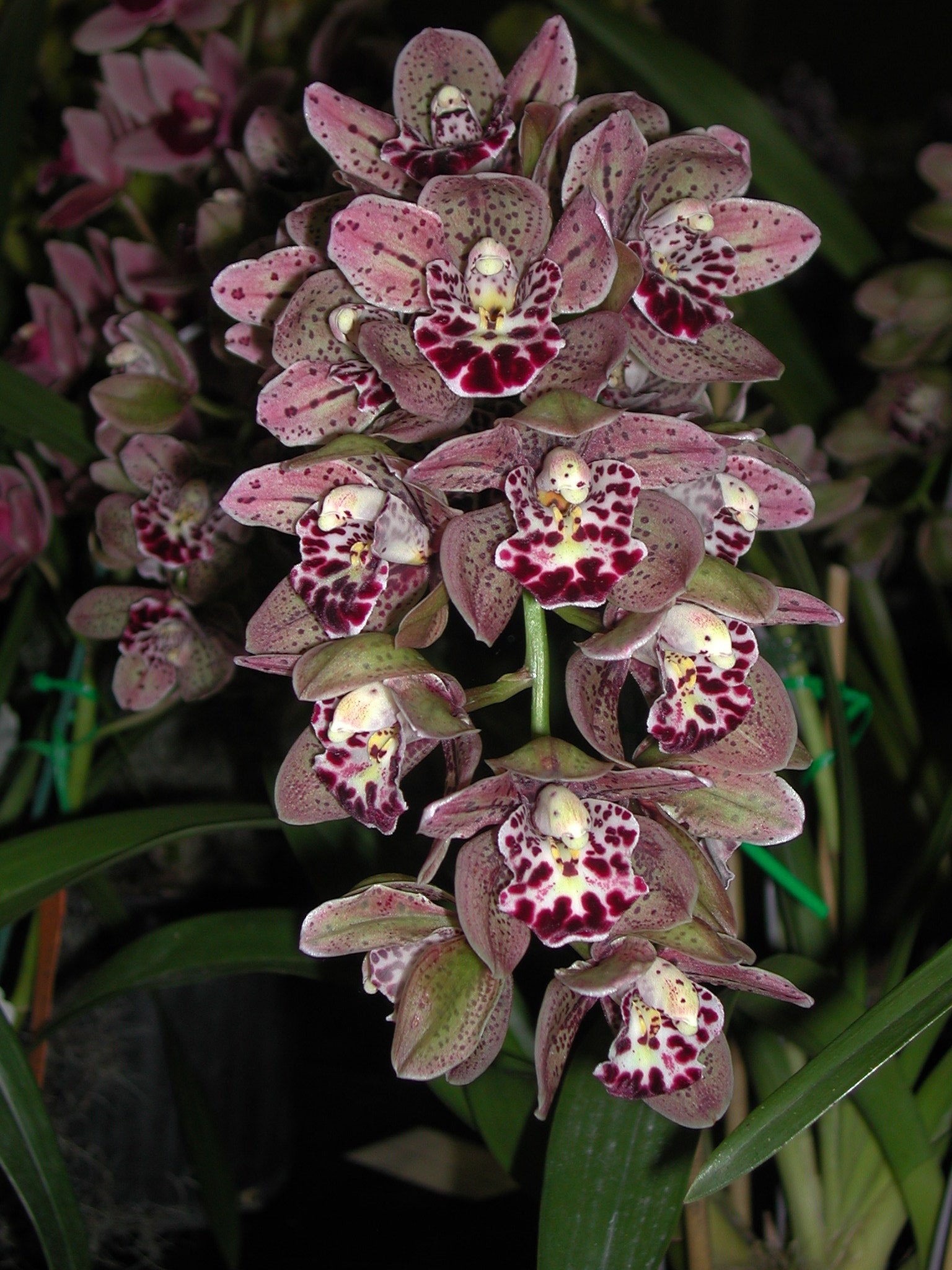 Cymbidium Vogels magic 'Waikanae'. Last 2 for 2024