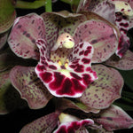 Cymbidium Vogels magic 'Waikanae'.