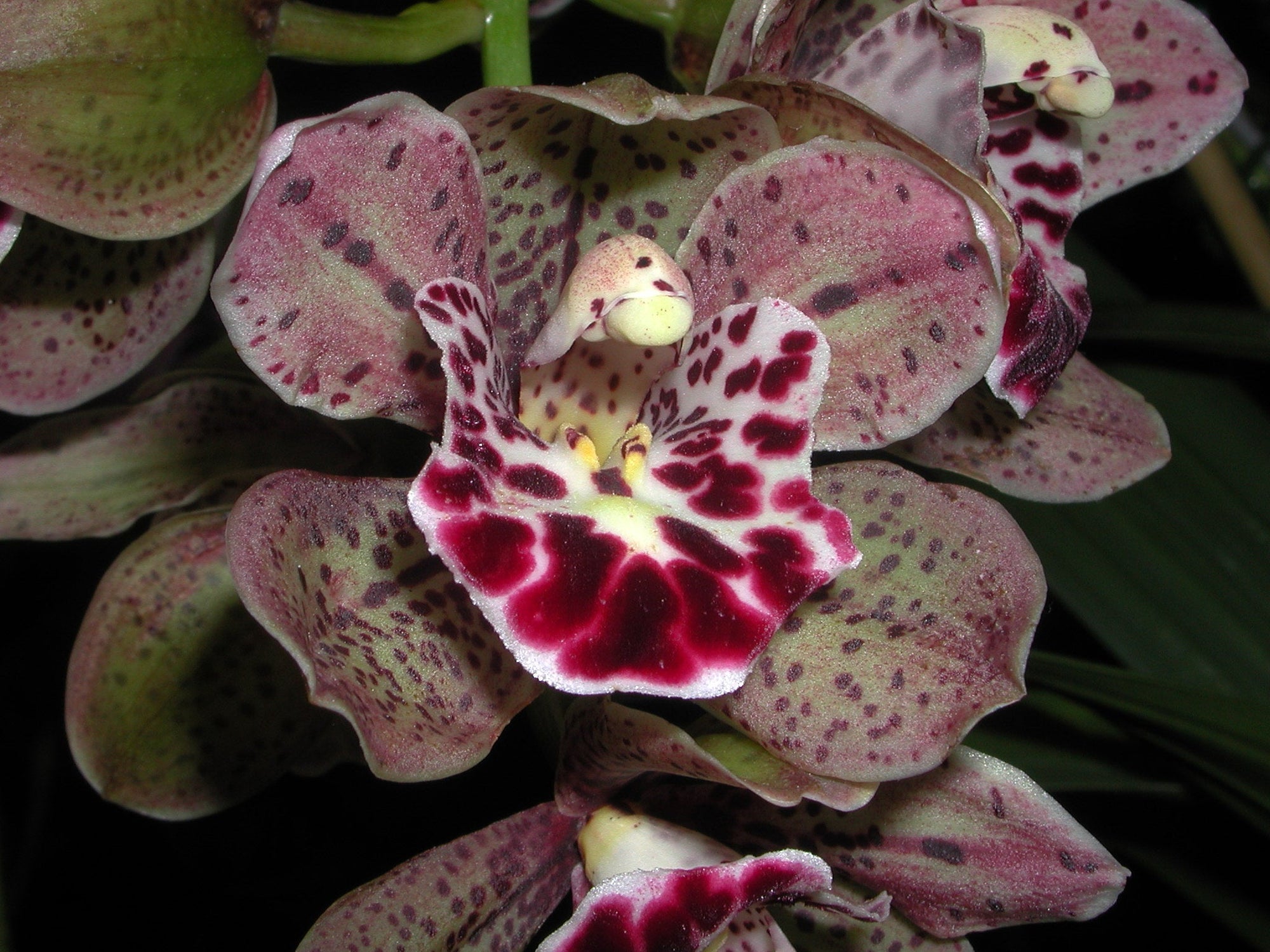 Cymbidium Vogels magic 'Waikanae'.