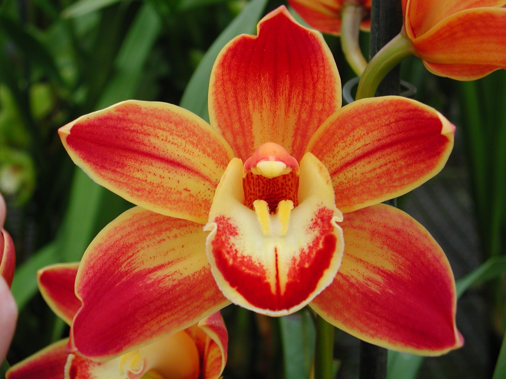 Cymbidium Wallacia 'Burnt Gold'