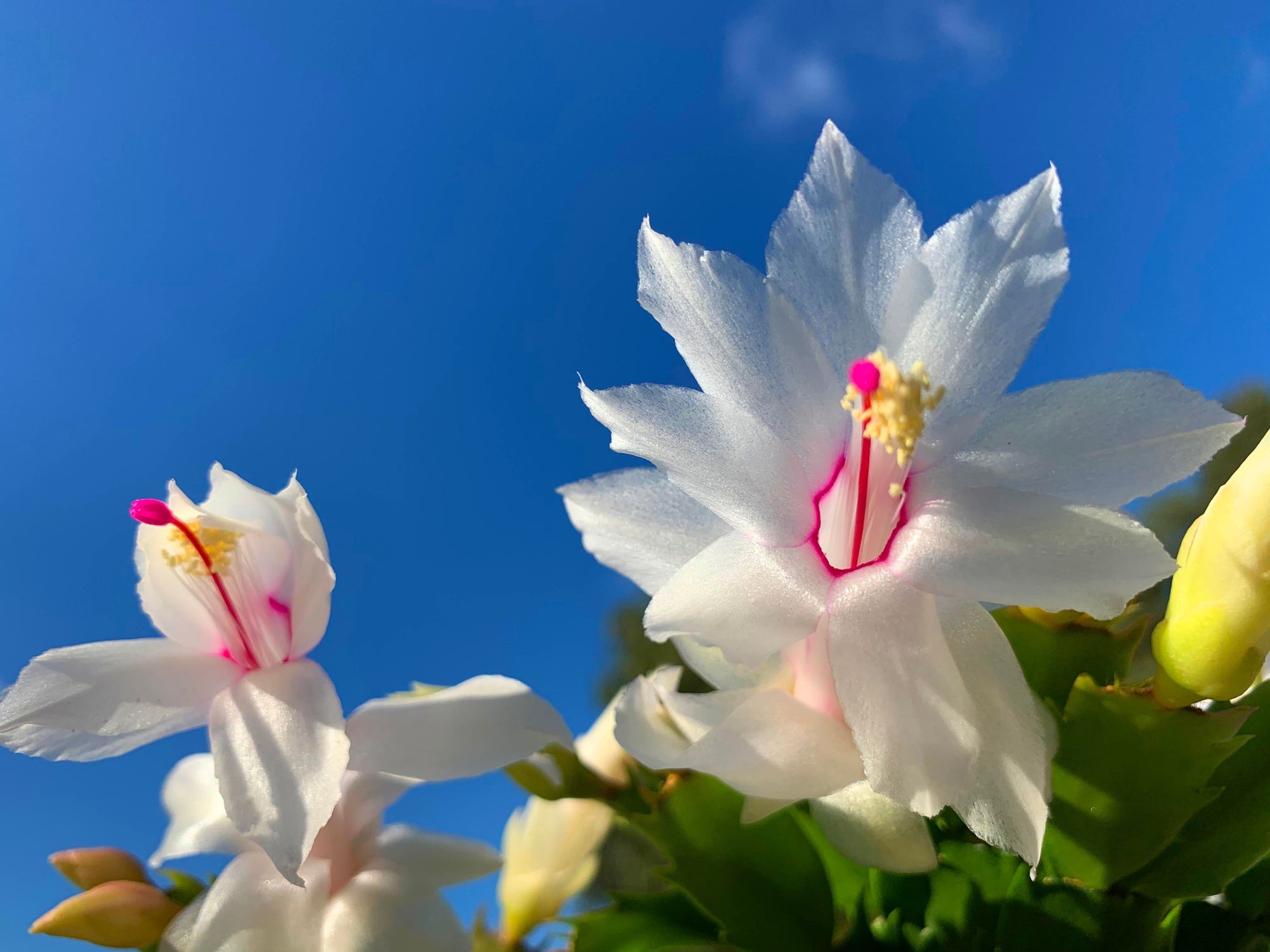 Zygocactus Schlumbergera 'Malissa' 100mm Pot