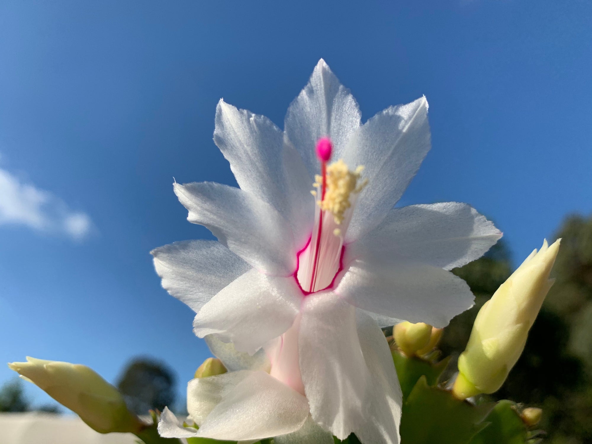 Zygocactus Schlumbergera 'Youp' 66mm Pot