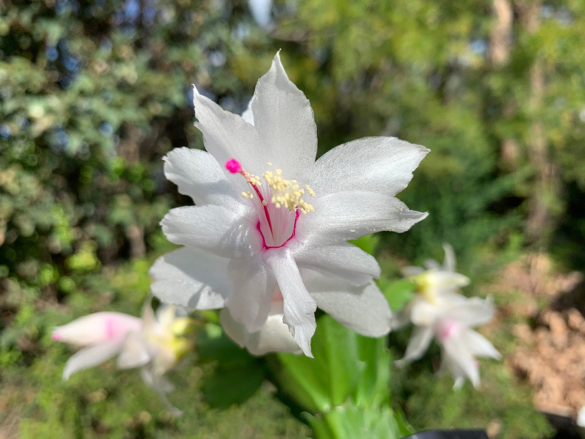 Zygocactus Schlumbergera 'Malissa' 100mm Pot