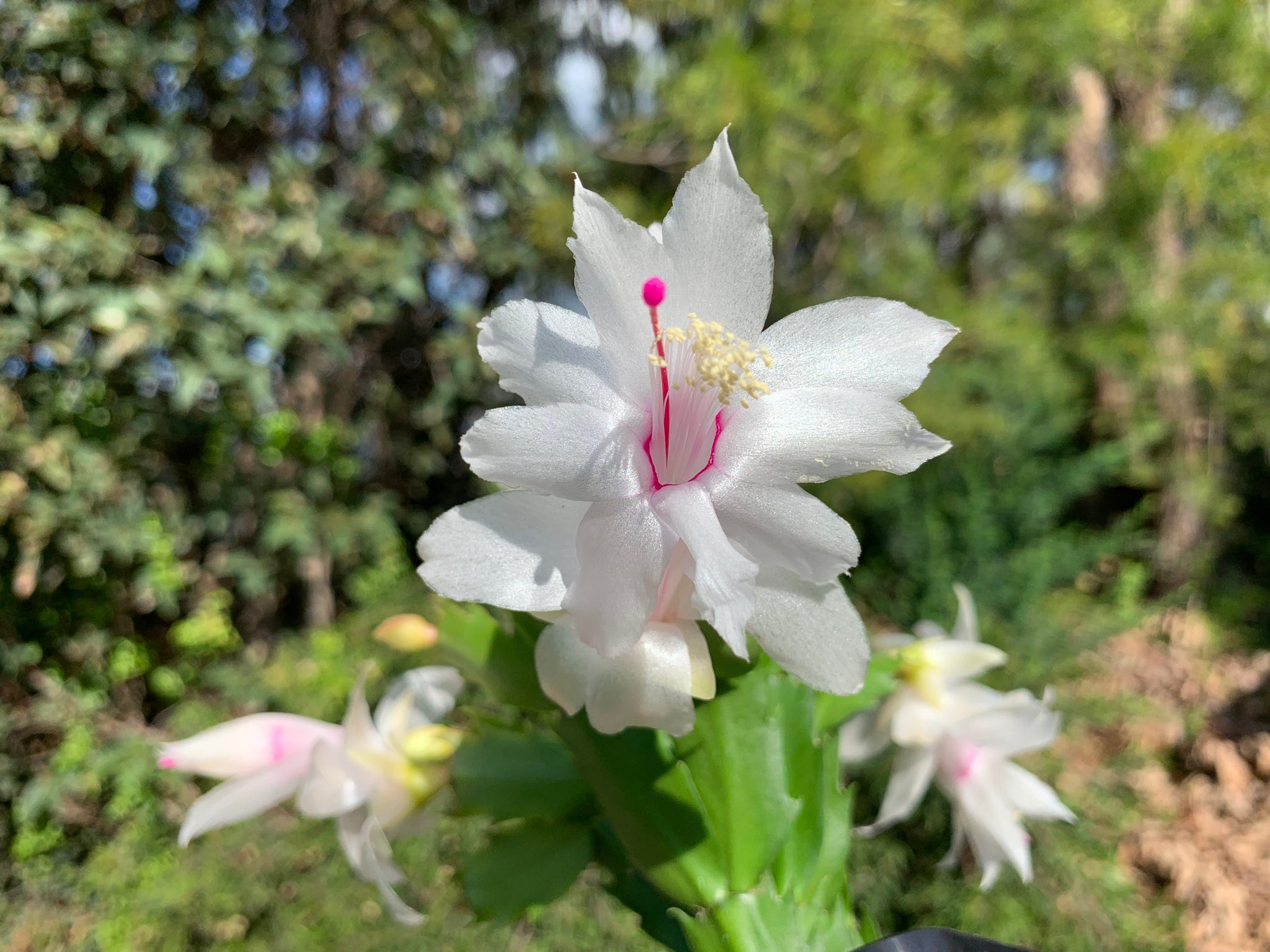 Zygocactus Schlumbergera 'Malissa' 100mm Pot