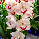 Cymbidium Zen Era 'Elizabeth'