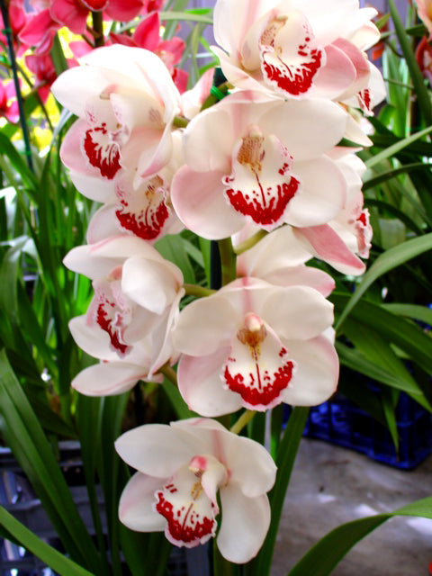 Cymbidium Zen Era 'Elizabeth'