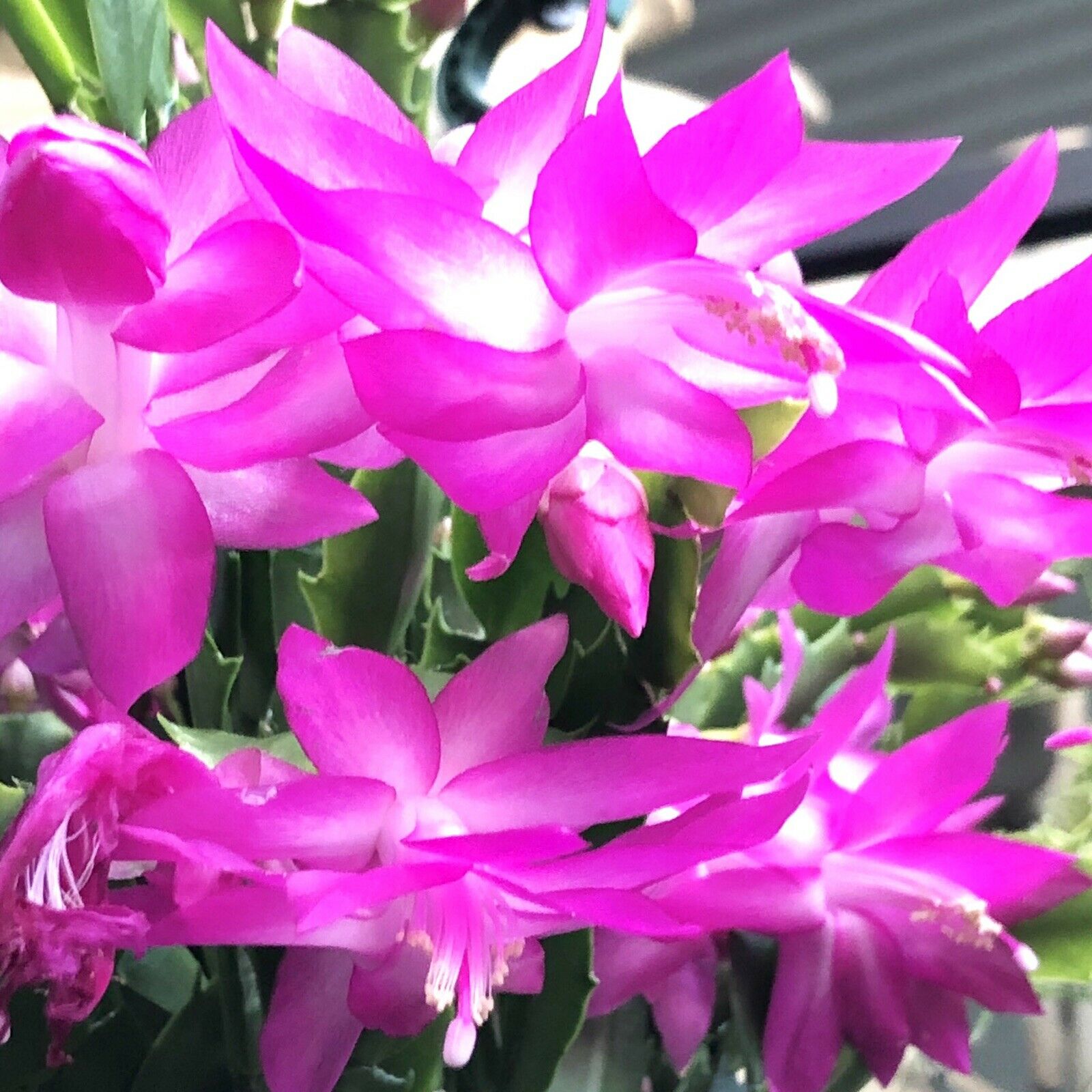 Zygocactus-Schlumbergera-Cyber-Dancer-Flowers