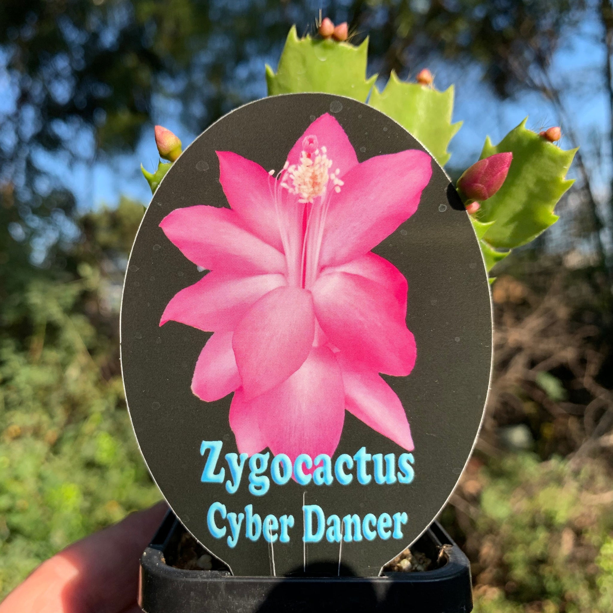 Zygocactus-Schlumbergera-Cyber-Dancer-Plant-66