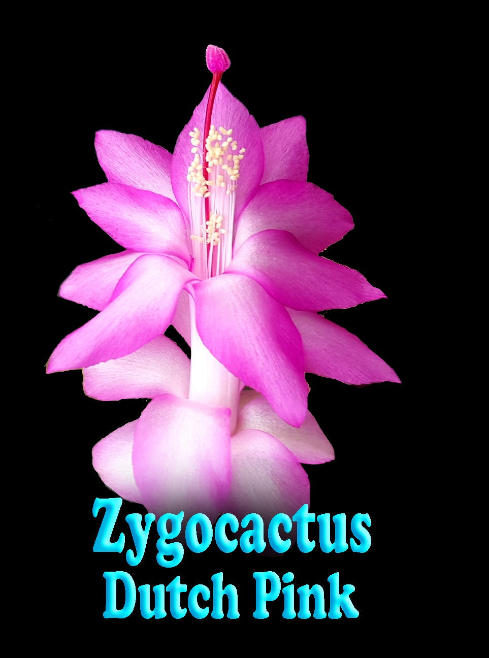 Zygocactus-Schlumbergera-Dutch-Pink-Tag