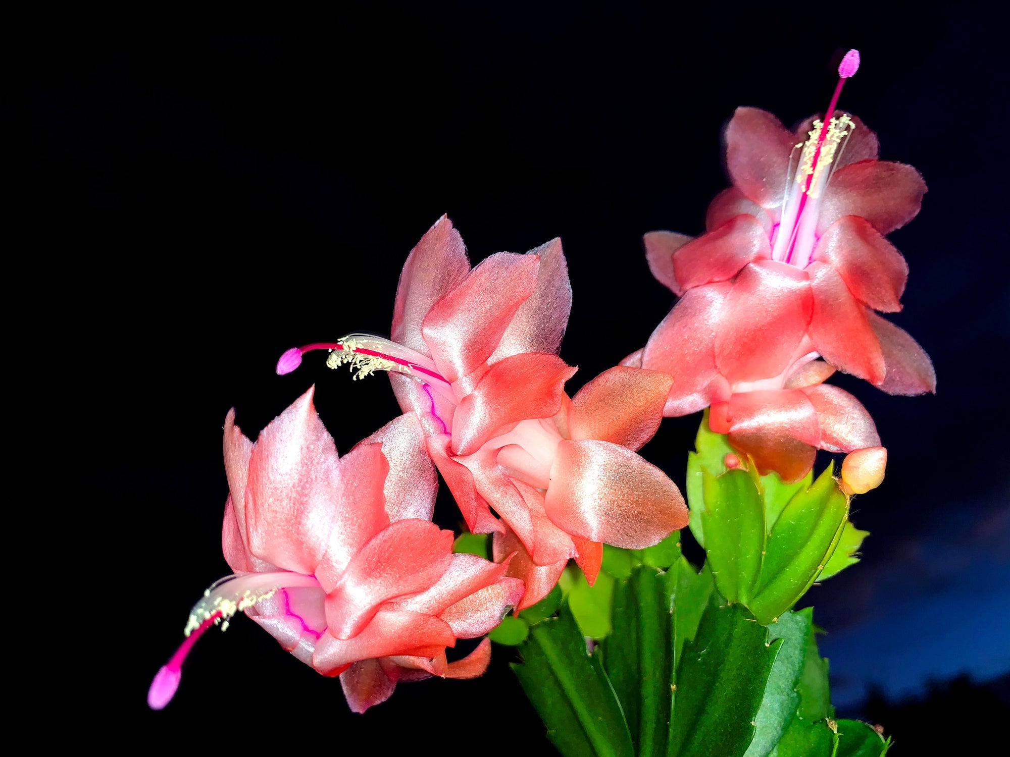 Zygocactus-Schlumbergera-Thor-Freya-Flowers