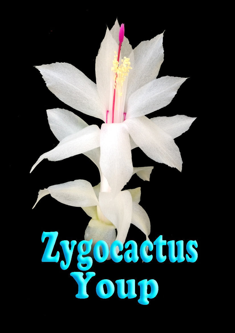 Zygocactus-Schlumbergera-Youp-Tag
