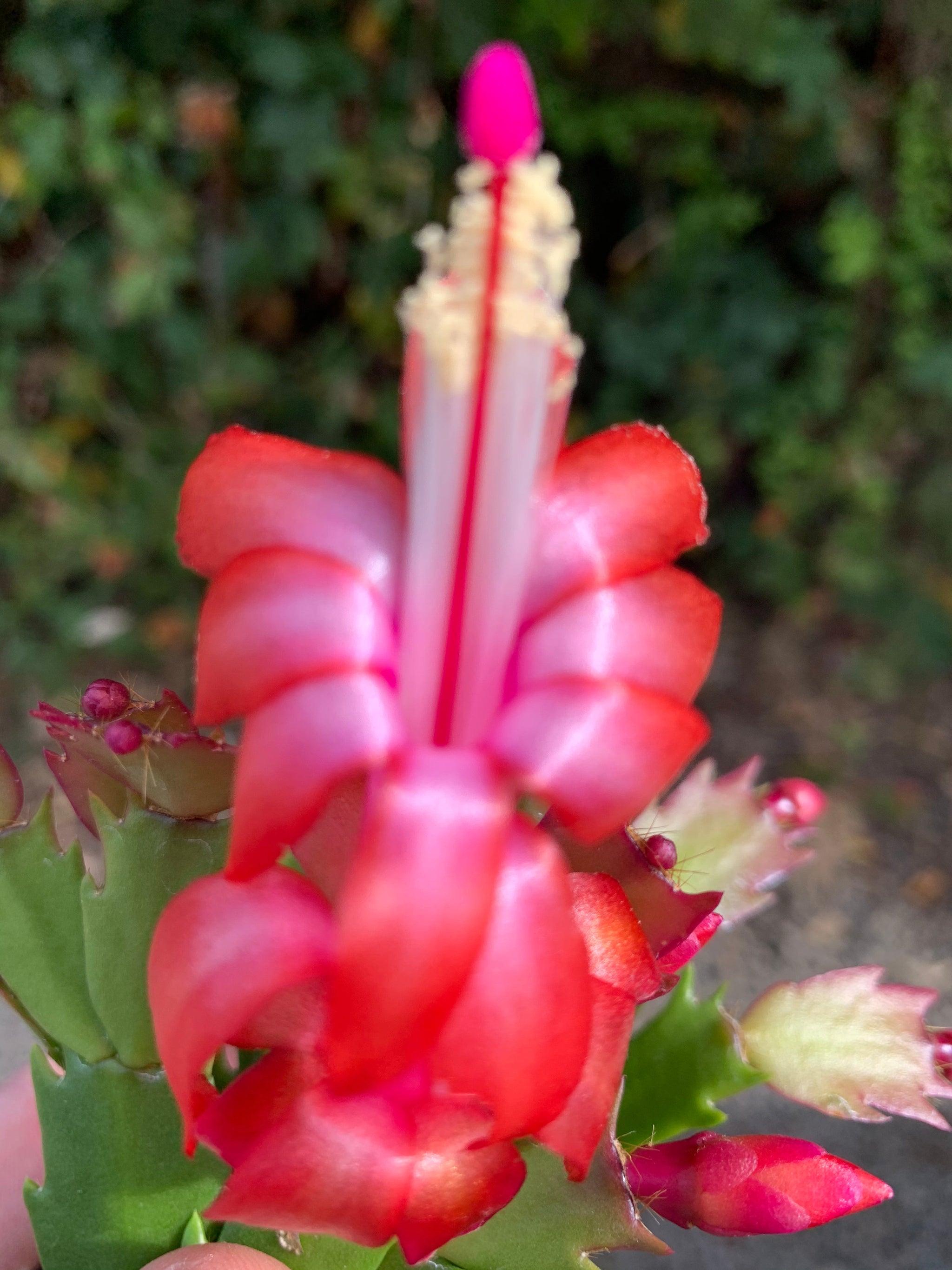 Zygocactus Schlumbergera 'Caribbean Dancer' 66mm Pot