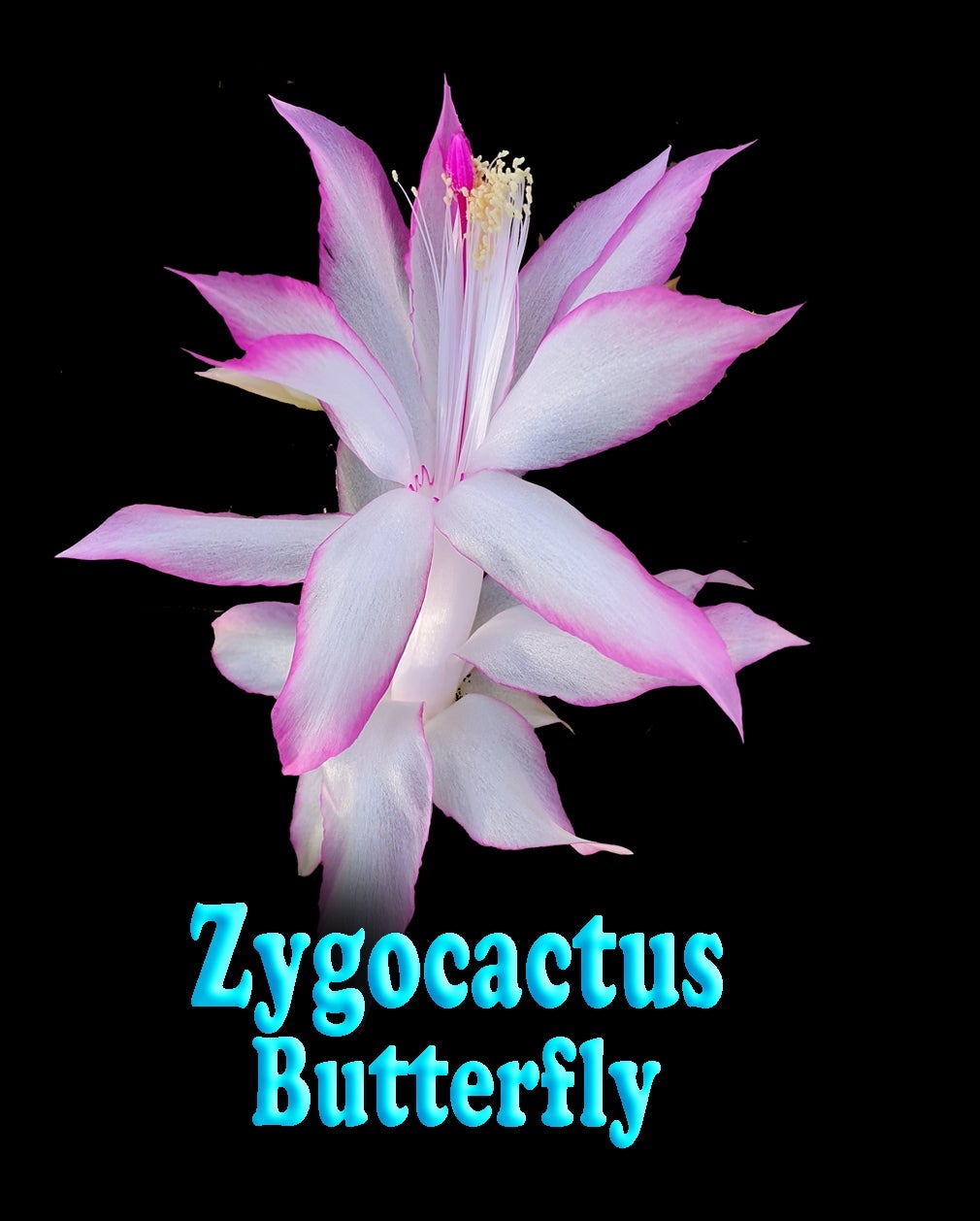 Zygocactus Schlumbergera 'Butterfly' 66mm Pot