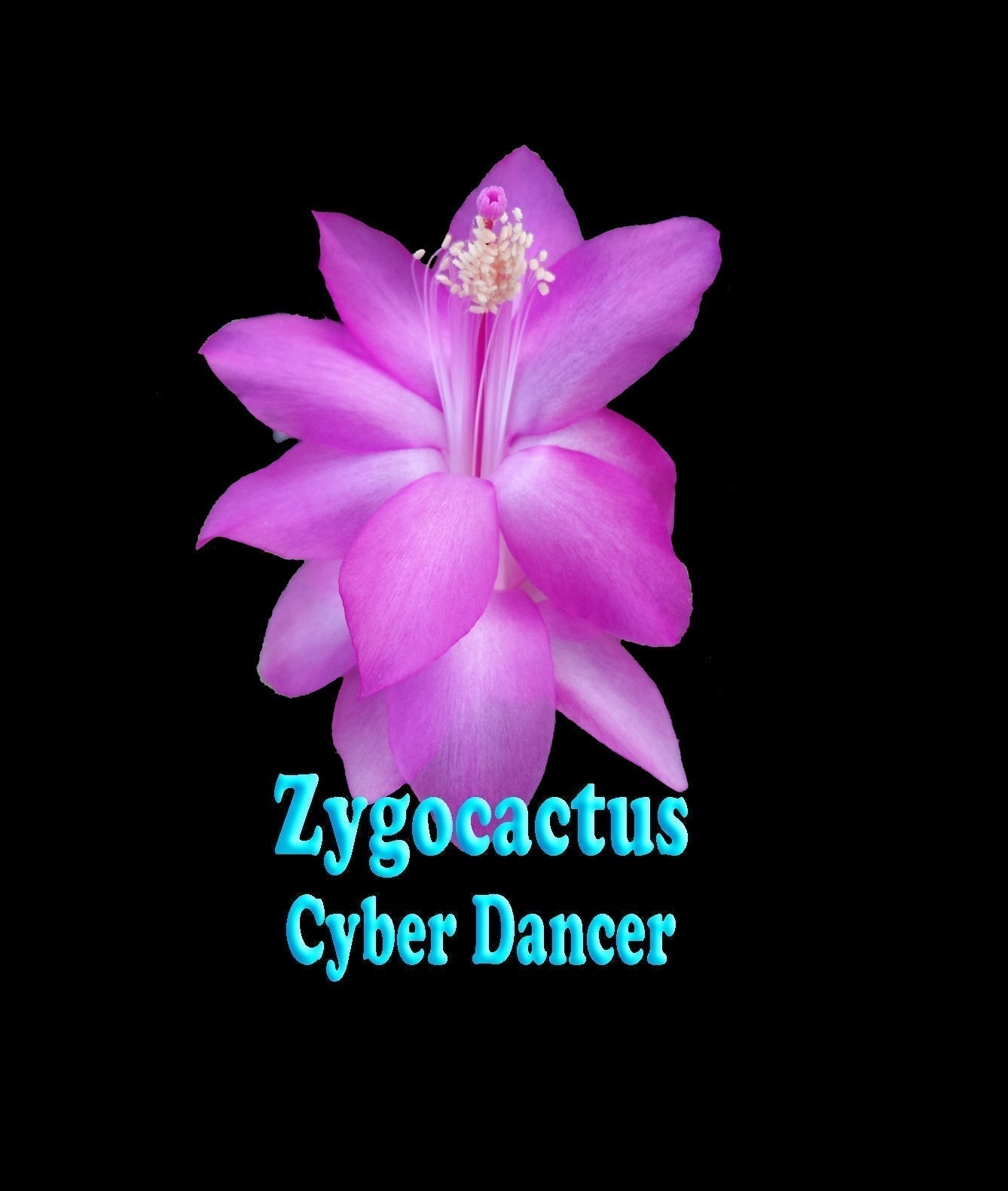 Zygocactus Schlumbergera 'Cyber Dancer' 100mm Pot