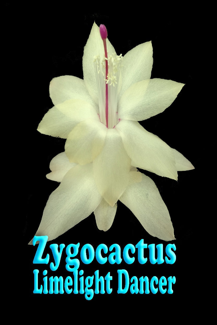 Zygocactus Schlumbergera 'Limelight Dancer' 66mm Pot