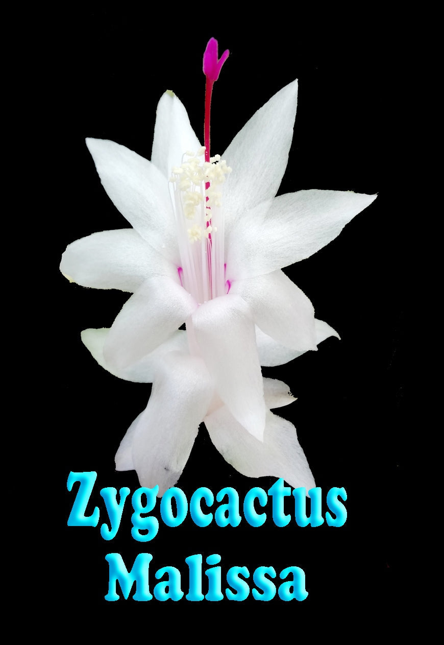 Zygocactus Schlumbergera 'Malissa' 100mm Pot