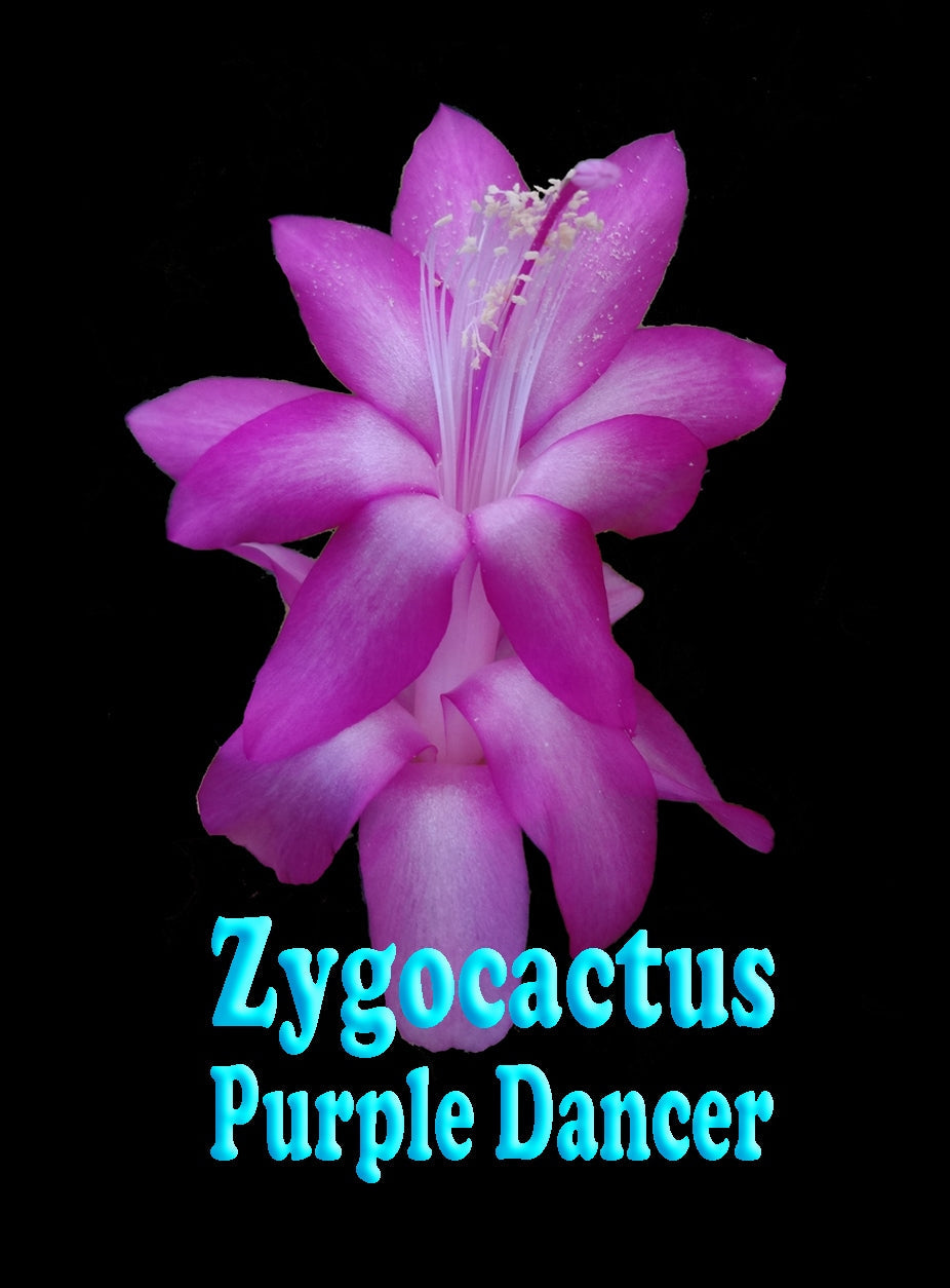 Zygocactus Schlumbergera 'Purple Dancer' 66mm Pot