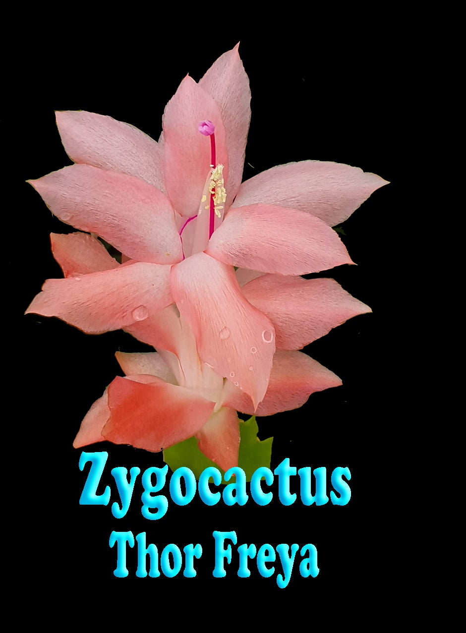 Zygocactus Schlumbergera 'Thor Freya' 66mm Pot