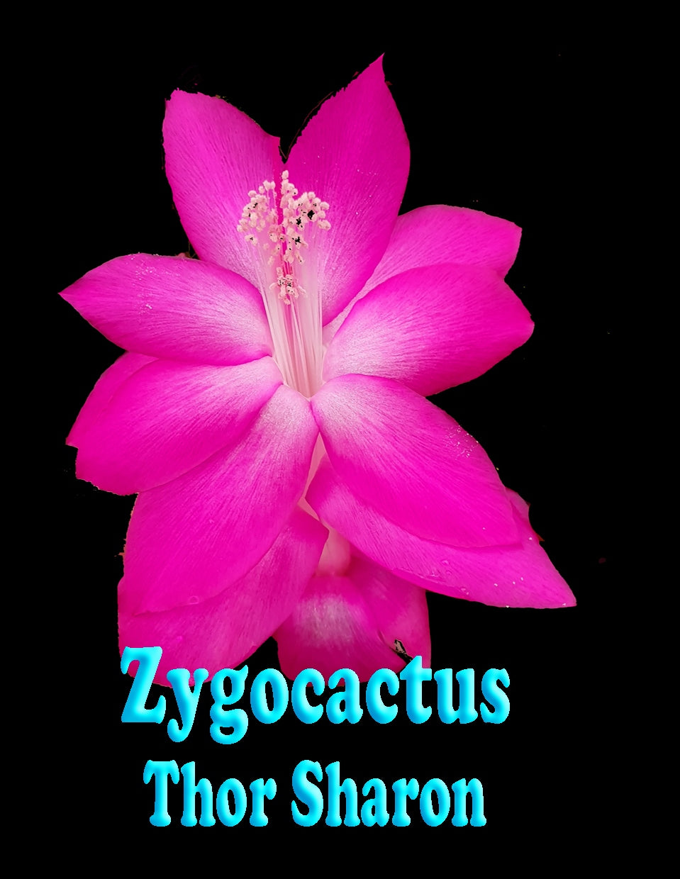 Zygocactus Schlumbergera 'Thor Sharon' 66mm Pot