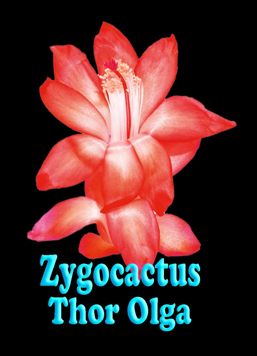 Zygocactus Schlumbergera 'Thor Olga' 66mm Pot