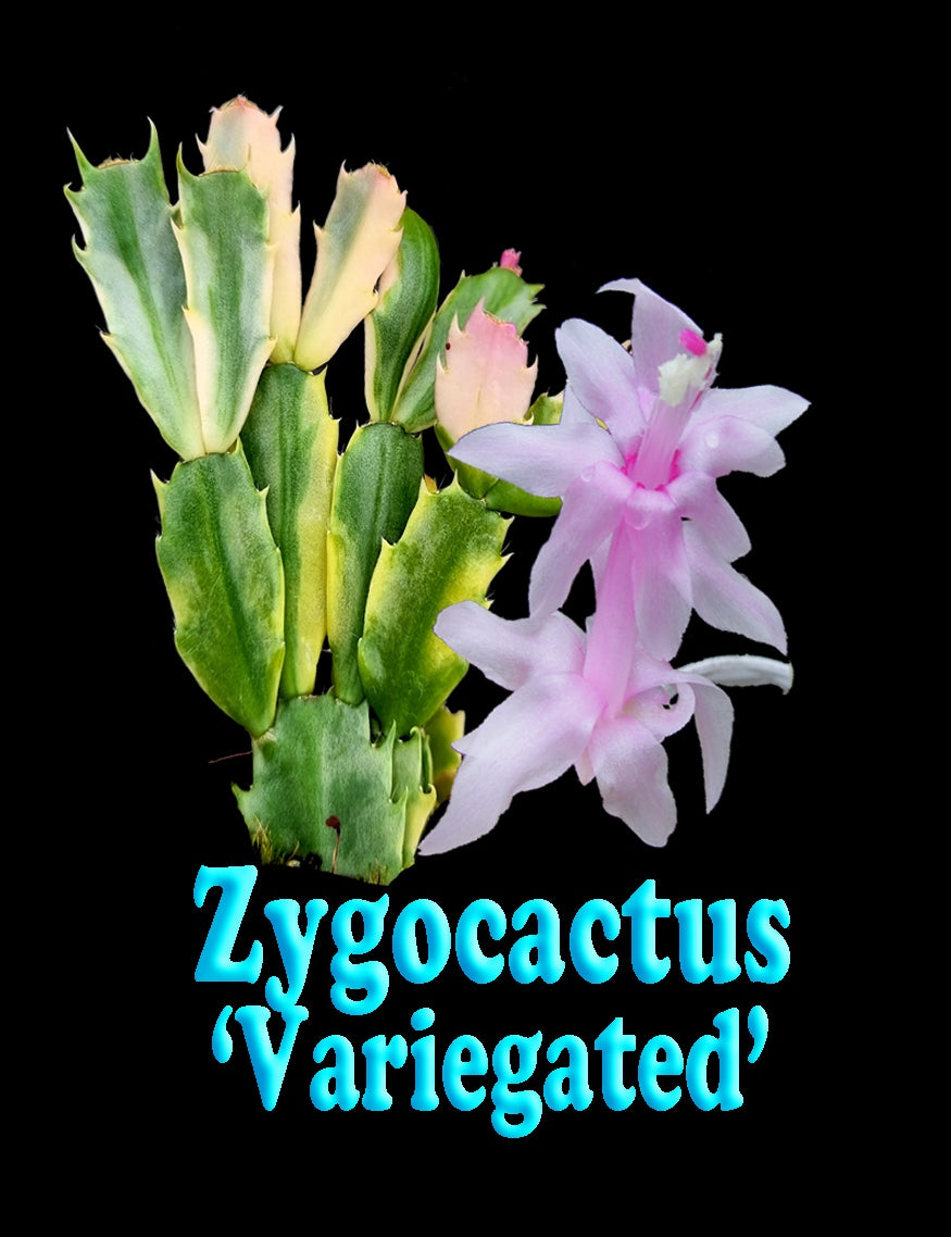 Zygocactus Schlumbergera Variegated