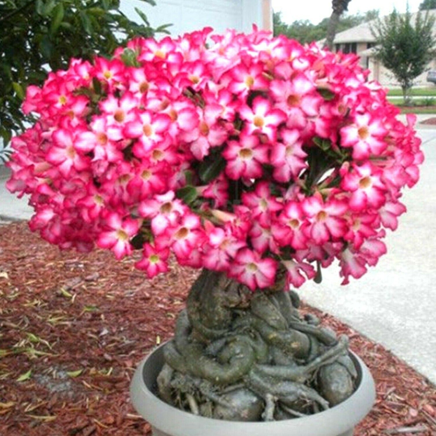 Adenium obesum 'Desert Rose'