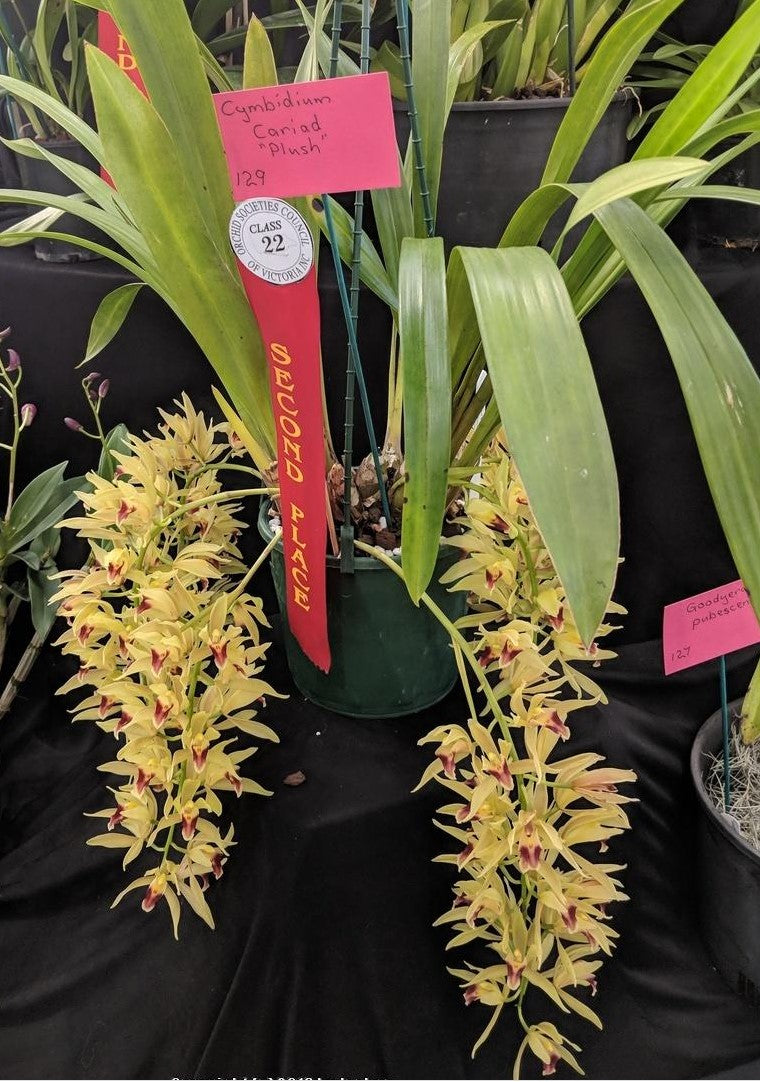 Cymbidium Cariad 'Plush'