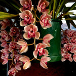Cymbidium Mary Green 'Showgirl'