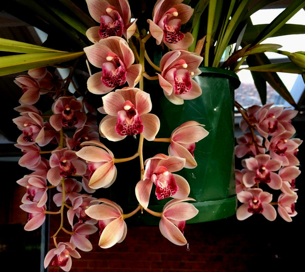 Cymbidium Mary Green 'Showgirl'