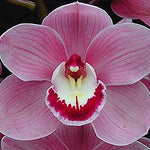 Cymbidium Lancashire Khan 'Elizabeth' 66mm potted