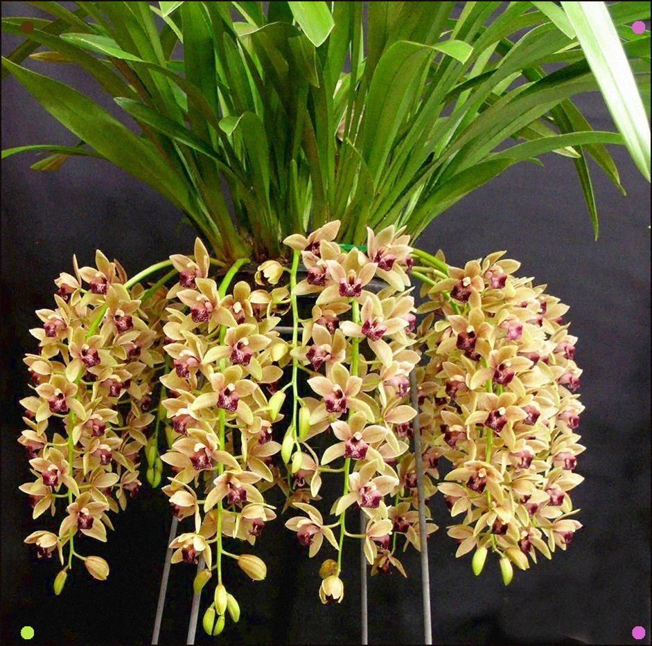 Cymbidium Mary Green 'Limelight' (66mm Special)