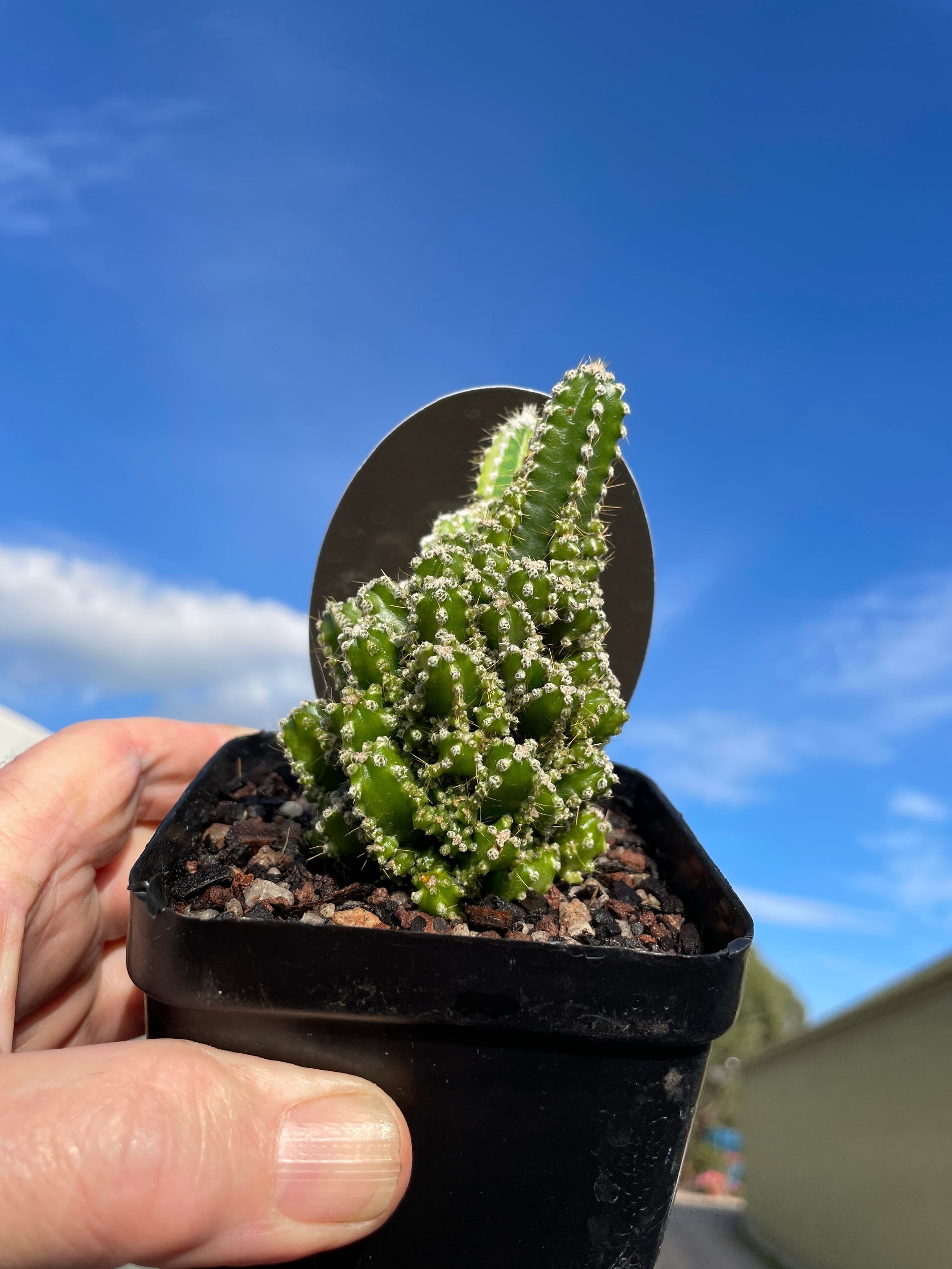 Cereus tetragonus 'Fairy Castle' (NOT FOR WA)