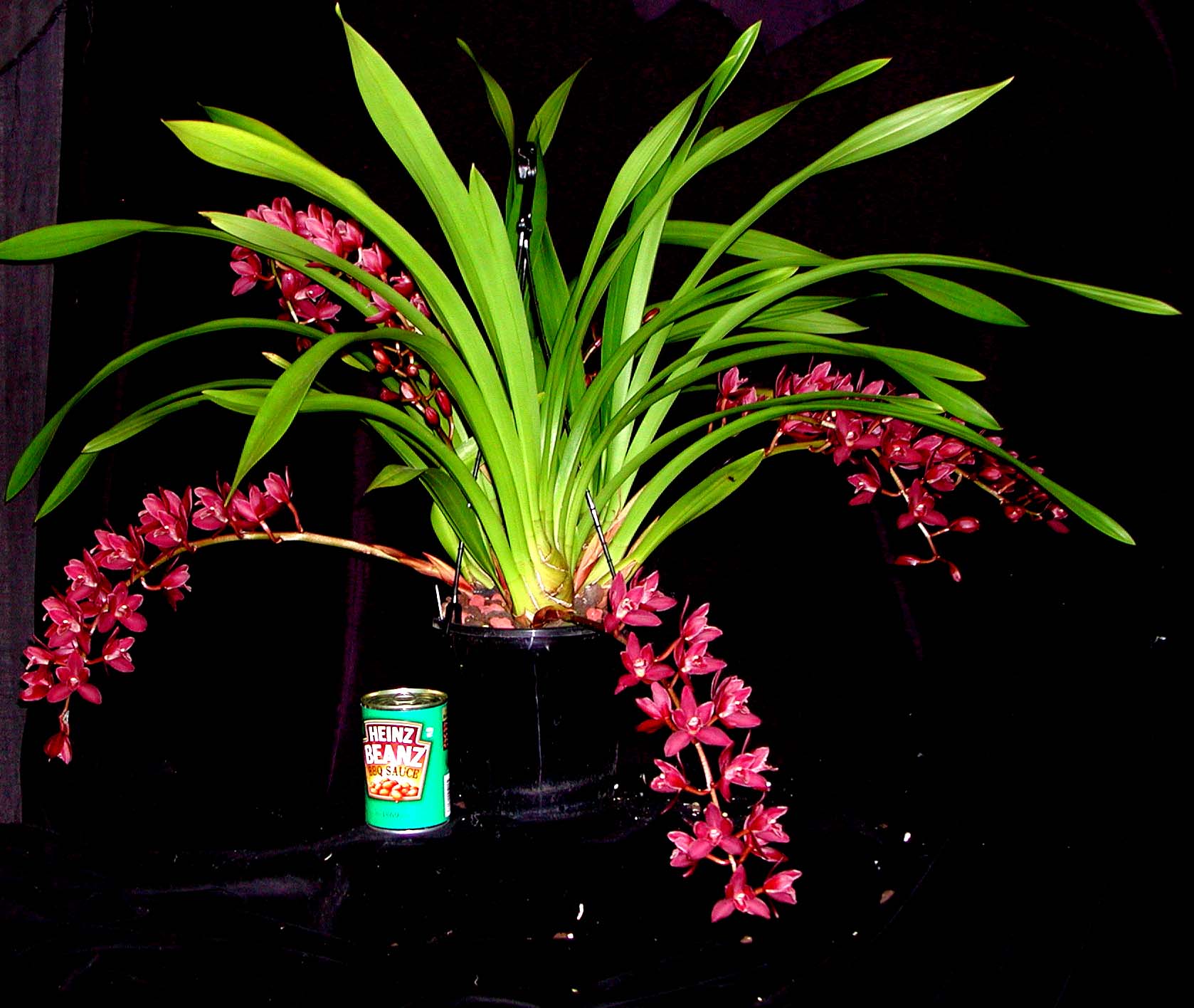 Cymbidium Phar Lap 'Geyserland' Semi Pendulous