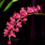 Cymbidium Phar Lap 'Geyserland'
