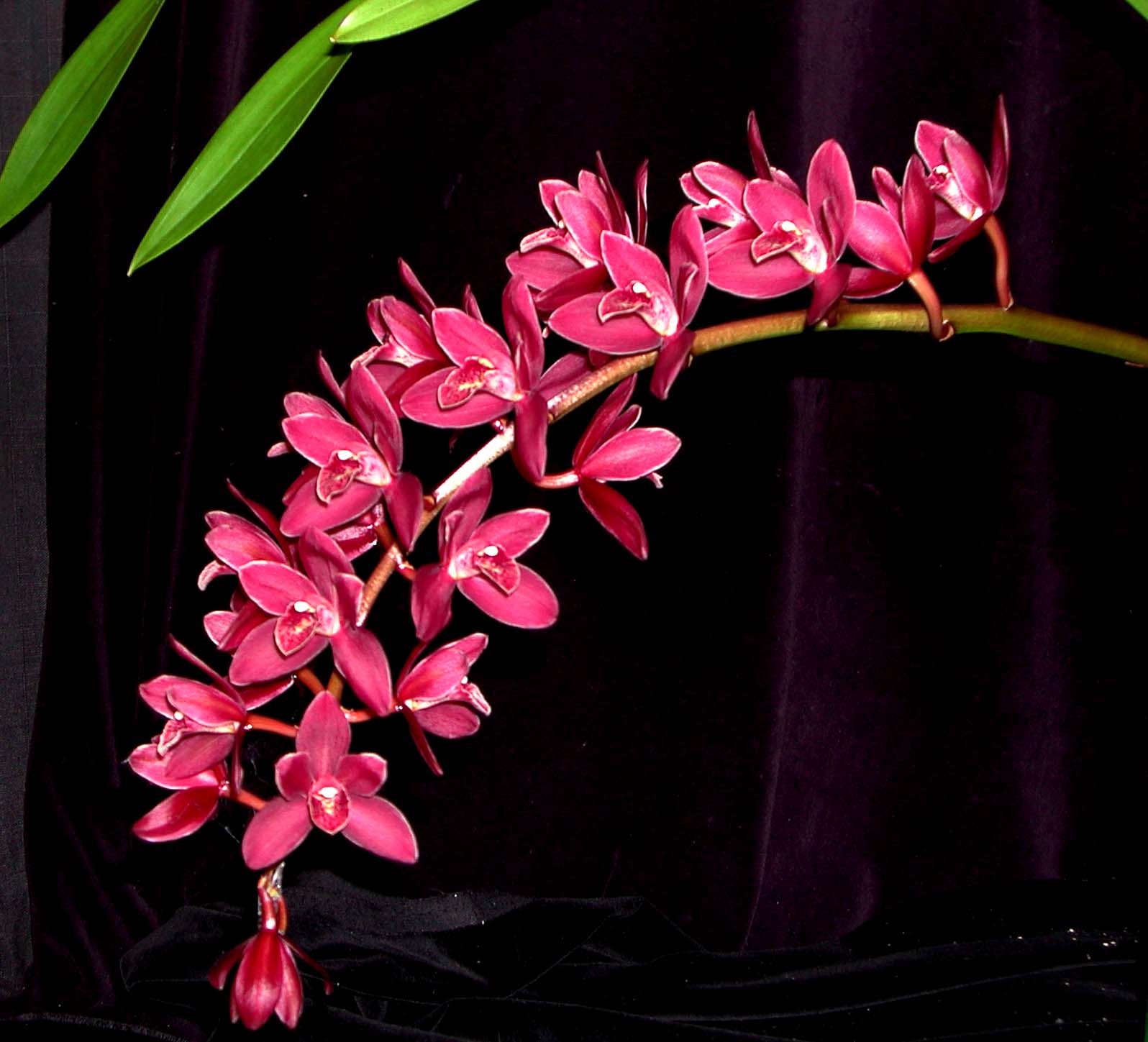 Cymbidium Phar Lap 'Geyserland' last one