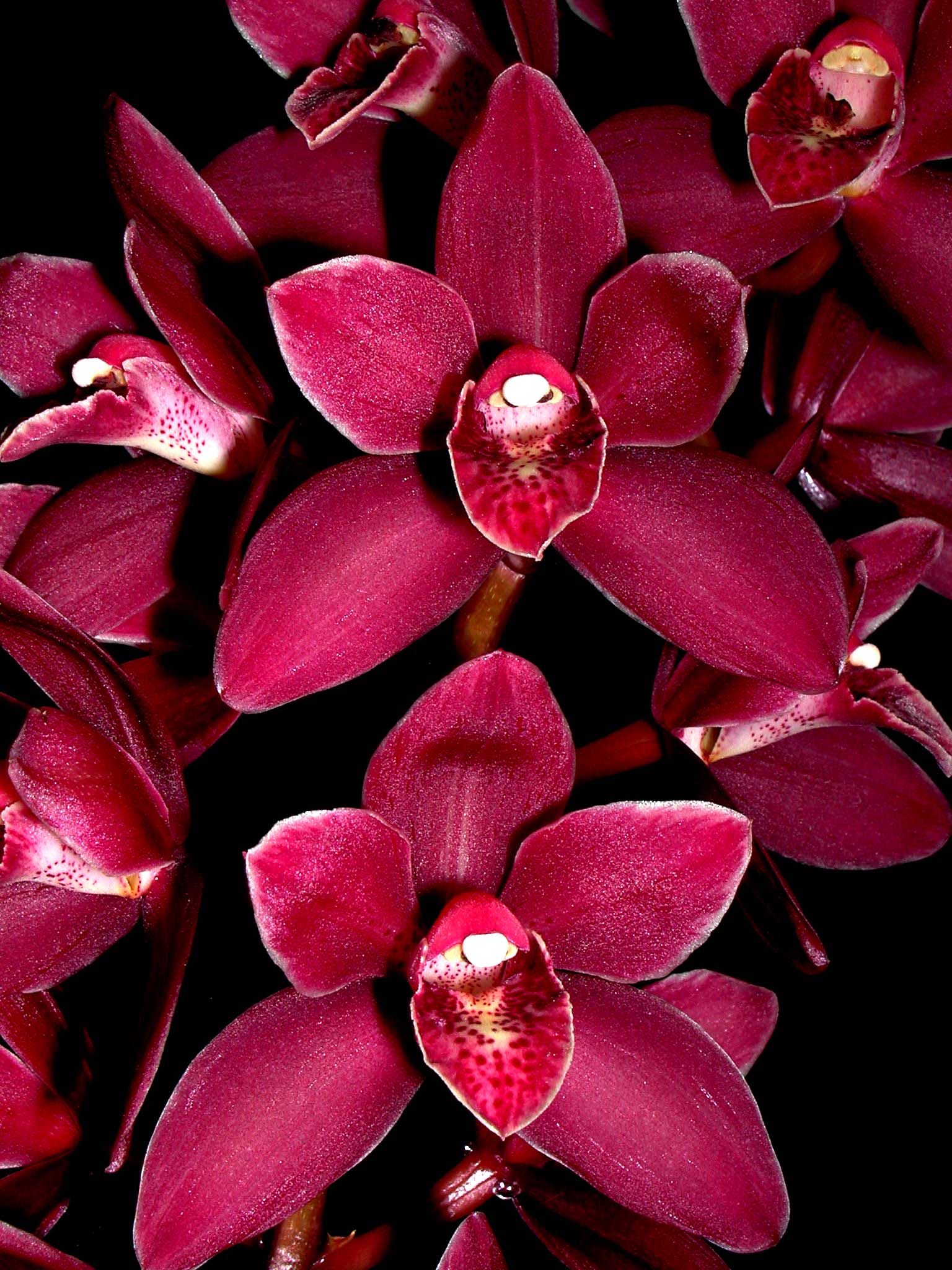 Cymbidium Phar Lap 'Geyserland' Semi Pendulous