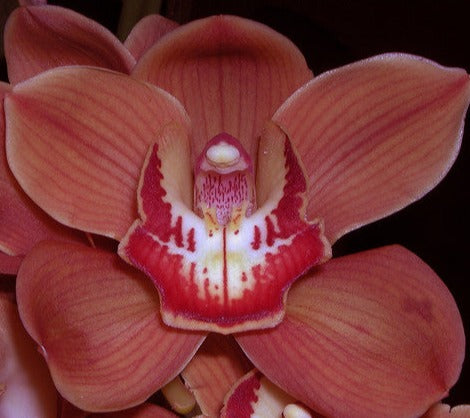 Cymbidium Hell's Gate 'Temptation'