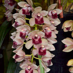 Cymbidium Mary Green 'Lipstick'