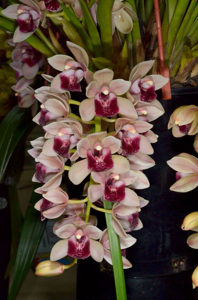 Cymbidium Mary Green 'Lipstick'