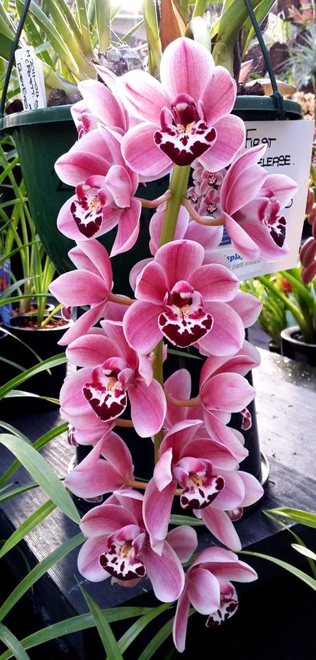 Cymbidium Paradisian Ruby 'Pinky' Pendulous