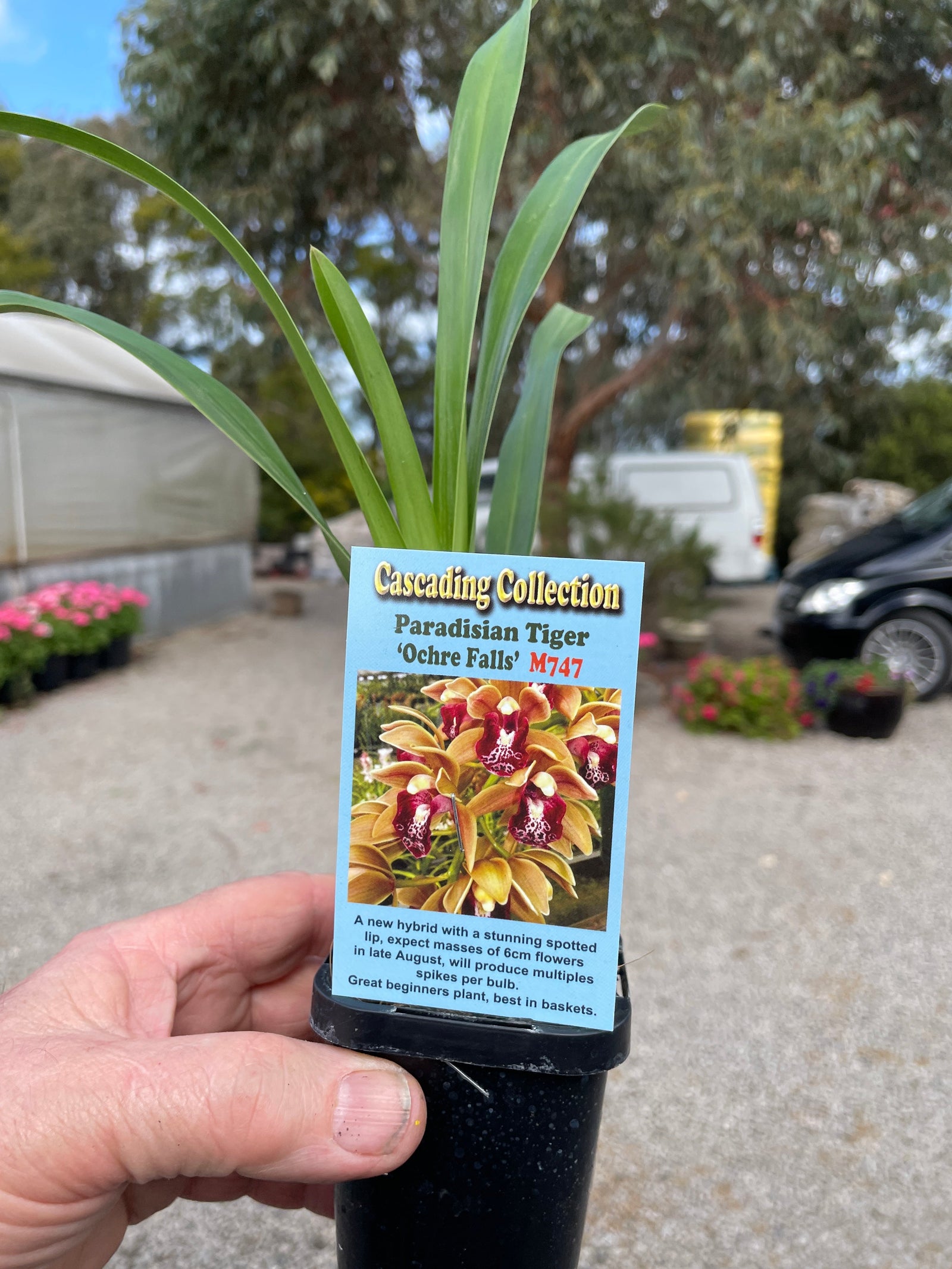 Cymbidium Paradisian Tiger 'Ochre Falls' 66mm Pot