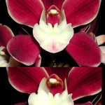 Cymbidium Red Pepper 'Janice'