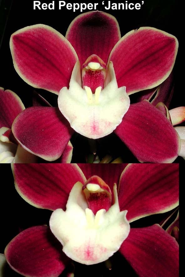 Cymbidium Red Pepper 'Janice'
