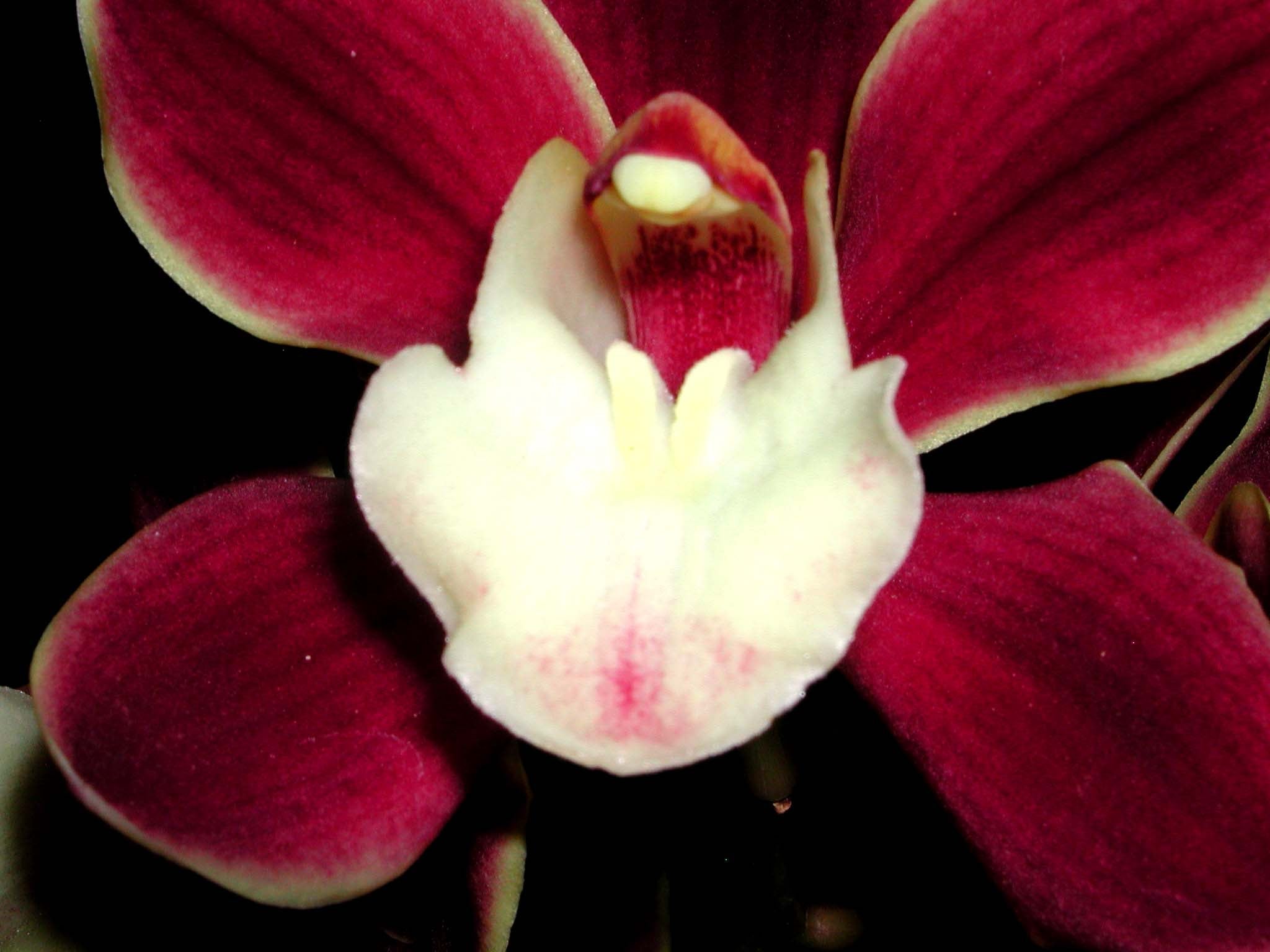 Cymbidium Red Pepper 'Janice'