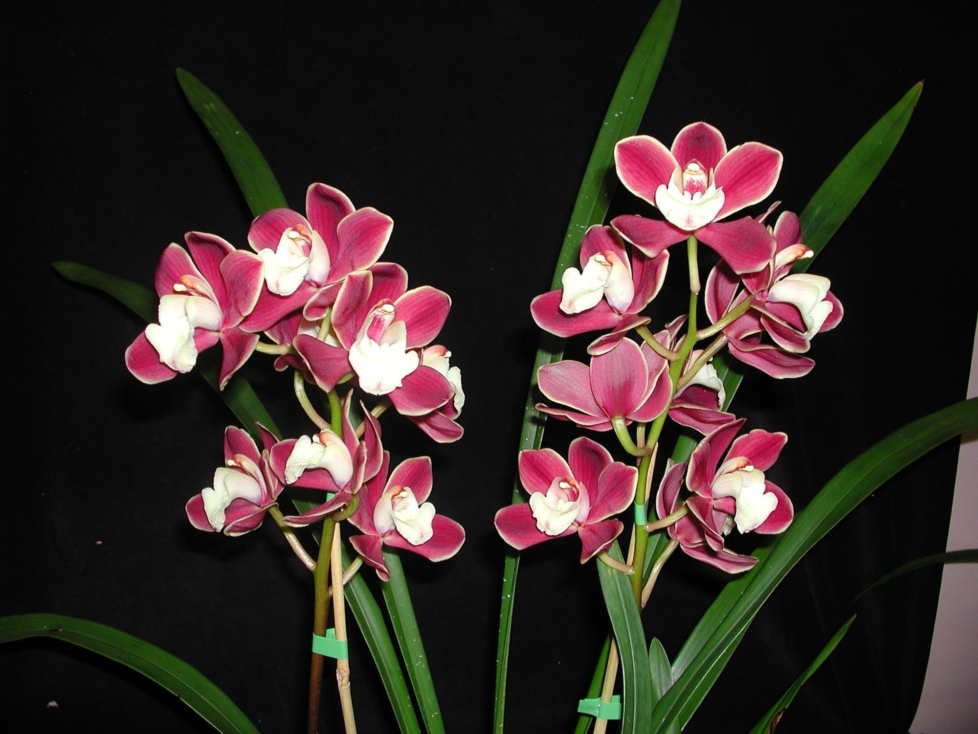 Cymbidium Red Pepper 'Janice'