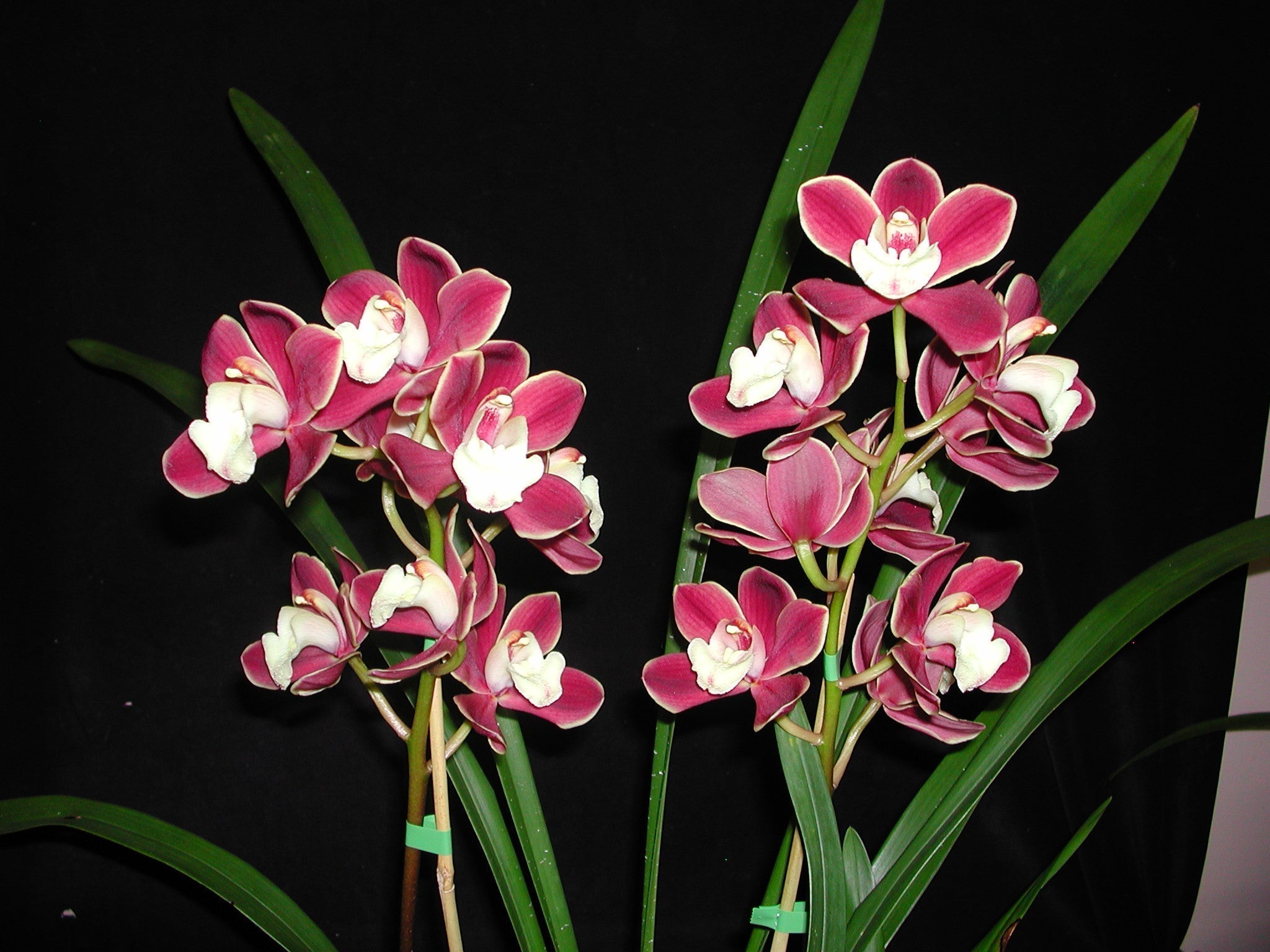Cymbidium Red Pepper 'Janice'