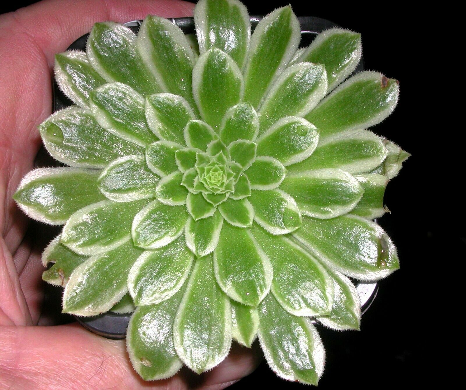 Aeonium 'Emerald Ice'